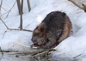 Bever Tanemsbrua, Klæbu 1190