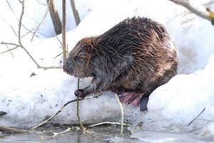 Bever Tanemsbrua, Klæbu 330