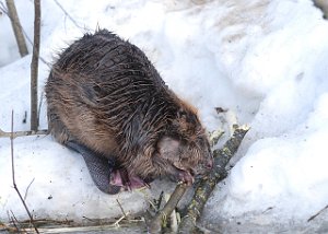 Bever Tanemsbrua, Klæbu 511