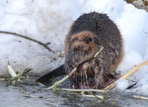 Bever Tanemsbrua, Klæbu 645