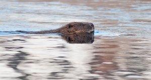 Bever Tillerbrua, Trondheim-3547