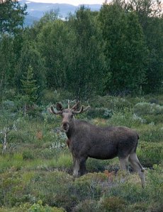 Elg Dovre 810