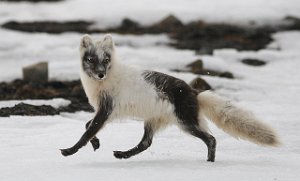 Fjellrev Bjørndalen, Svalbard 441