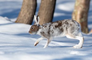 Hare Røros - 0155