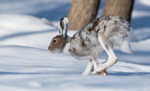 Hare Røros - 0181