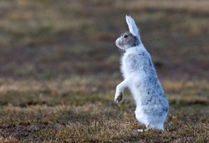 Hare Røros - 6420