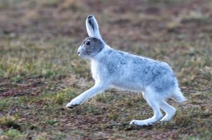 Hare Røros - 6449