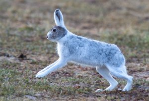 Hare Røros - 6455