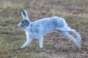 Hare Røros - 6456