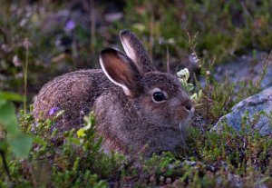 Hare Sørli, Lierne - 5273