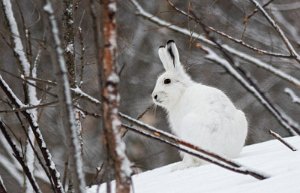 Hare Tydal - 1956