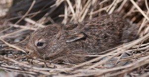 Hare Vadsøya, Vadsø-4494