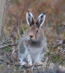 Hare Varanger, Finnmark-3047