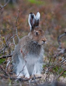 Hare Varanger, Finnmark-3077