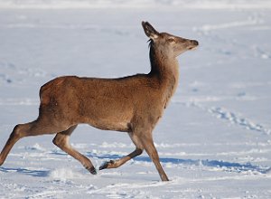 Hjort Hellandsjøen, Hemne 937