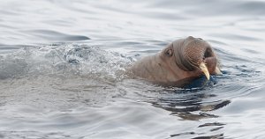 Hvalross Isfjorden, Svalbard 5677