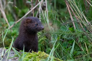 Mink Sula, Frøya - 4528