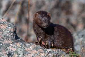 Mink Sula, Frøya - 5281