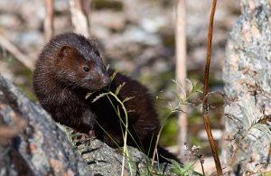 Mink Sula, Frøya - 5290