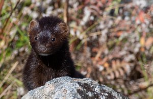 Mink Sula, Frøya - 5304