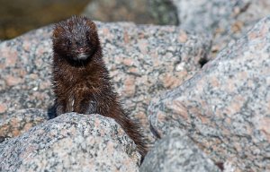 Mink Sula, Frøya - 9484