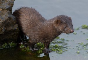 Mink Sula, Frøya-1283