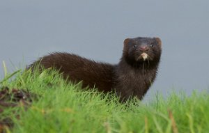 Mink Sula, Frøya-1298