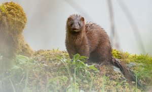 Mink Tanemsbrua, Klæbu-9894