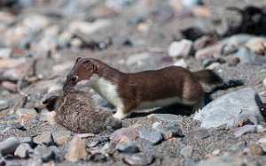 Røyskatt med Hare Vadsøya, Vadsø-4558