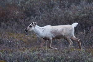 Rein Varanger, Finnmark-8759