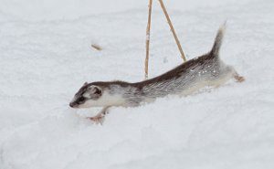 Snømus Klæbu - 9555