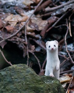 Snømus Leangenbukta, Trondheim-5386