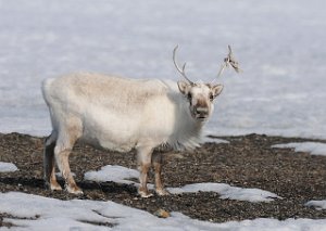 Svalbardrein Adventdalen, Svakbard 3607