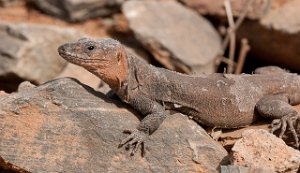 Gran Canaria Giant Lizard-6378