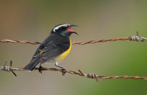 Banansmett Bananaquit Philipsburg, St. Maarten-9040