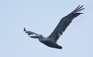 Brunpelikan Brown Pelican Philipsburg, St. Maarten-8673