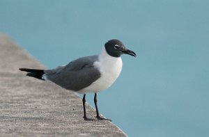 Lattermåke Laughing Gull Nassau, Bahamas-8218