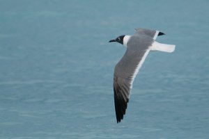 Lattermåke Laughing Gull Nassau, Bahamas-8233