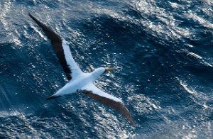 Maskesule Masked Booby Charlotte Amalie, St. Thomas-8352