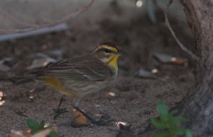 Myrparula Palm Warbler Nassau, Bahamas-8241