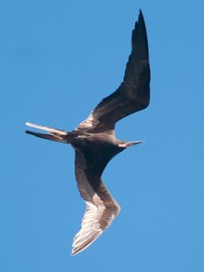 Praktfregattfugl Magnificent Frigatebird Philipsburg, St. Maarten-8577