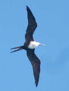 Praktfregattfugl Magnificent Frigatebird Philipsburg, St. Maarten-8581