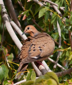 Vestindiadue Zenaida Dove St. Maarten-9234