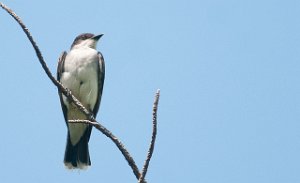 Østkongetyrann-Eastern Kingbird Central Park, New York-7952