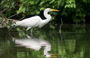 Egretthegre-Great Egret Central Park, New York-7552