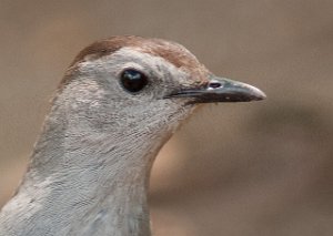 Kattespottefugl-Grey Catbird Central Park, New York-7238