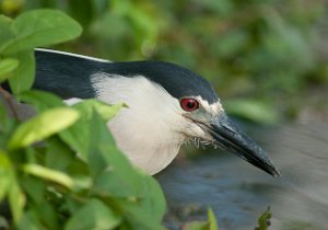 Natthegre-Black-crowned Night-Heron Central Park, New York-7247