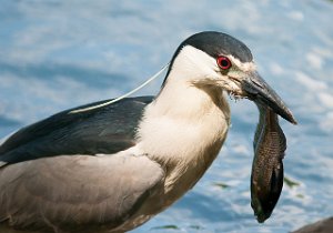 Natthegre-Black-crowned Night-Heron Central Park, New York-7271