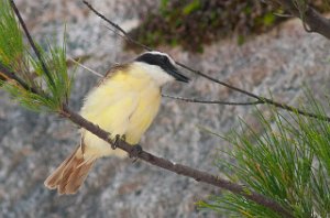 Storkiskadi-Great kiskadee Kings Wharf, Bermuda-8332