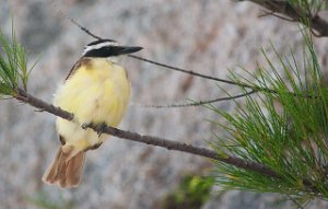 Storkiskadi-Great kiskadee Kings Wharf, Bermuda-8366